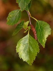 bidueiro