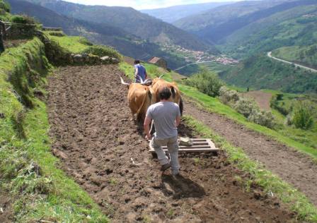 Benito Rodríguez Santos, Gradando en tierras de Sistelo.